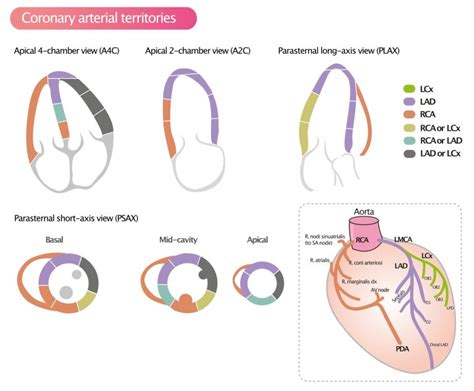 Definition of Left Ventricular Segments for Cardiac Magnetic .